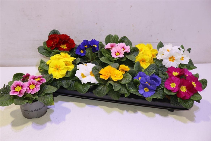 <h4>arr8 Prim Acaulis Gemengd</h4>