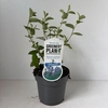 Ceanothus x delilianus Gloire de V