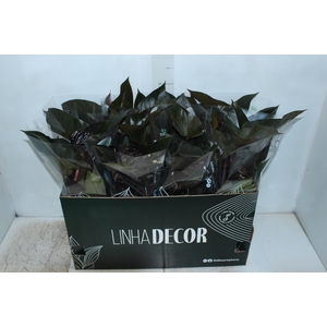ANTHURIUM BEAUTY BLACK P15