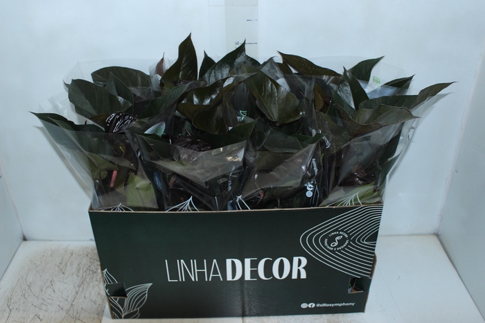 <h4>ANTHURIUM BEAUTY BLACK P15</h4>