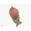 Anthurium Scoop