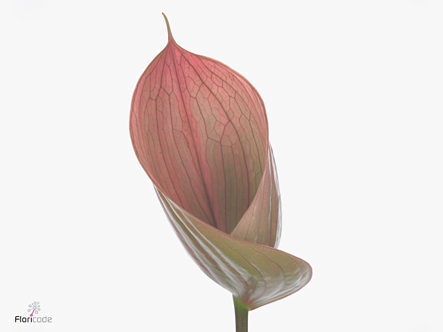 Anthurium Scoop