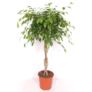 Ficus Exotica
