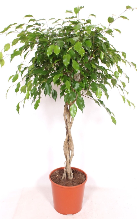 Ficus Exotica