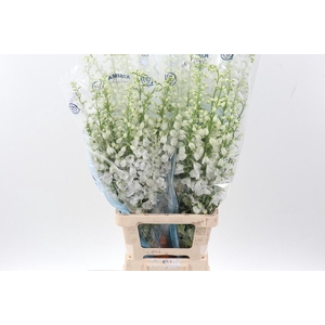 Delph Du C Wh Shades