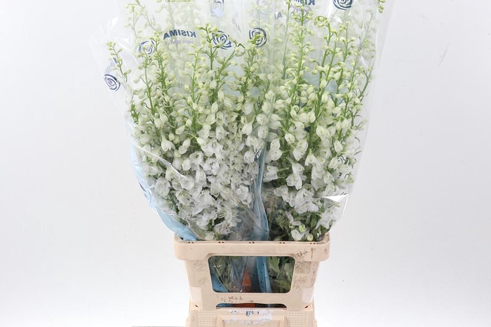 <h4>Delph Du C Wh Shades</h4>