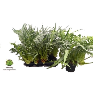 AGLAOMORPHA CORONANS