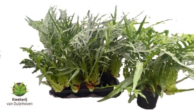 <h4>AGLAOMORPHA CORONANS</h4>