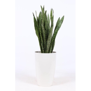 Sansevieria zeylanica in Santorini 