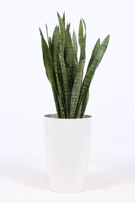 <h4>Sansevieria zeylanica in Santorini "wit"</h4>