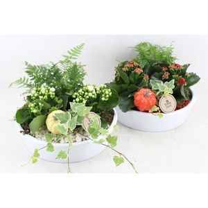 arr2 PL - Ker. schaal 25cm wit pumpkin - rood/wit