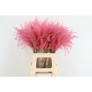 DF Miscanthus 70cm L.Pink