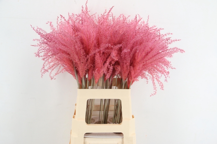 <h4>DF Miscanthus 70cm L.Pink</h4>