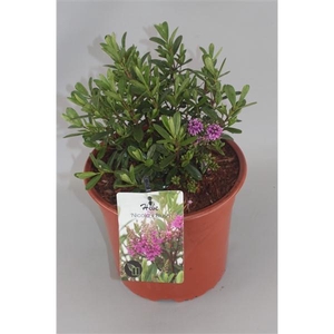 Hebe Nicola's Blush C5