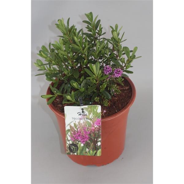 <h4>Hebe Nicola's Blush C5</h4>