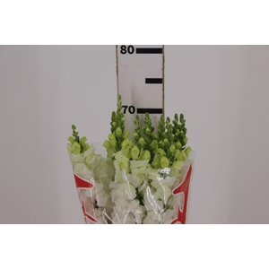 B. DE L MONACO WHITE 070 CM