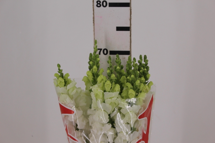 <h4>B. DE L MONACO WHITE 070 CM</h4>
