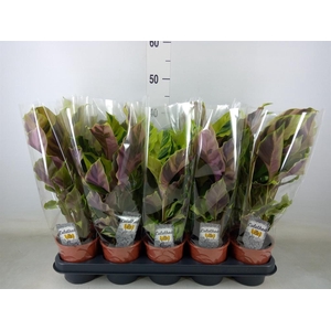 Calathea  'Fusion Yellow'