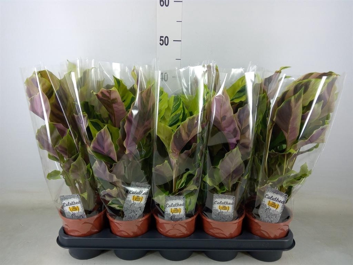 <h4>Calathea 'Fusion Yellow'</h4>