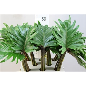 Philodendron Xanadu 55