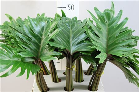 <h4>Philodendron Xanadu 55</h4>