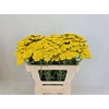 Achillea Moonshine