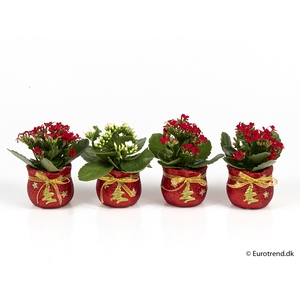 KALANCHOE BLOSSF KERST P6 E 2334