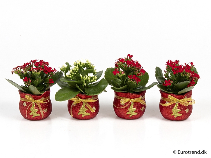 <h4>KALANCHOE BLOSSF KERST P6 E 2334</h4>