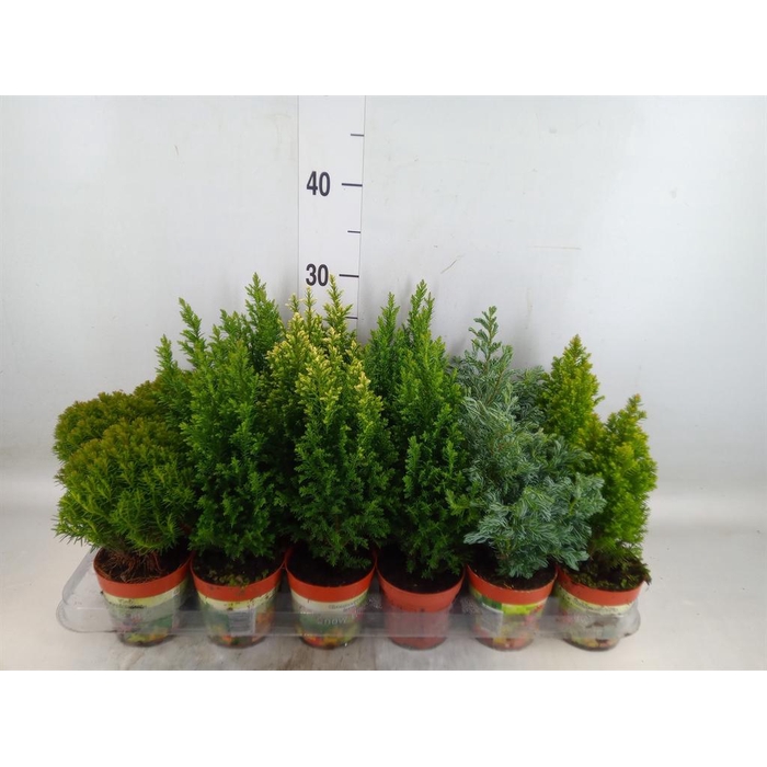 <h4>Conifers   ...mix</h4>