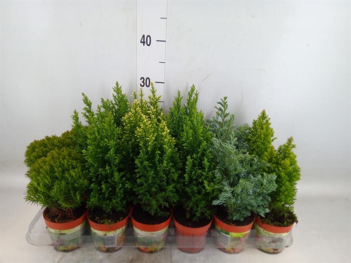 <h4>Conifers ...mix</h4>