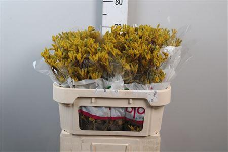 <h4>Anigoz Yellow Gem</h4>