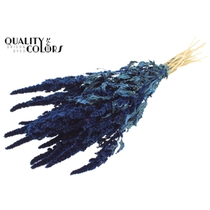 Amaranthus per bunch Blue