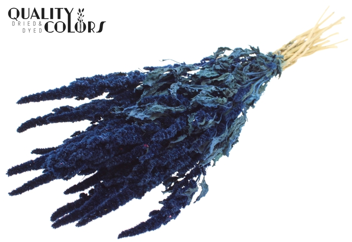 Amaranthus per bunch Blue