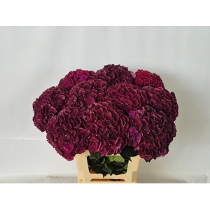 HYDR M MAG DARK RUBY
