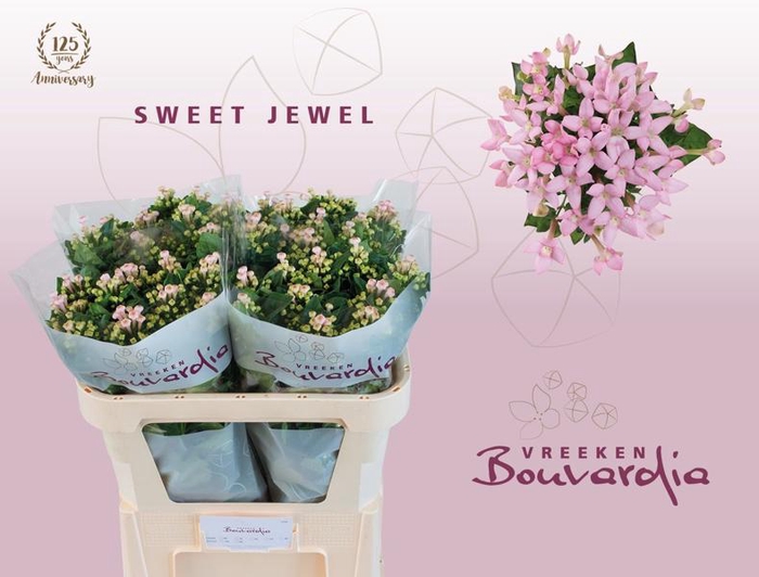 <h4>Bouvardia Sweet Jewel Vreeken</h4>
