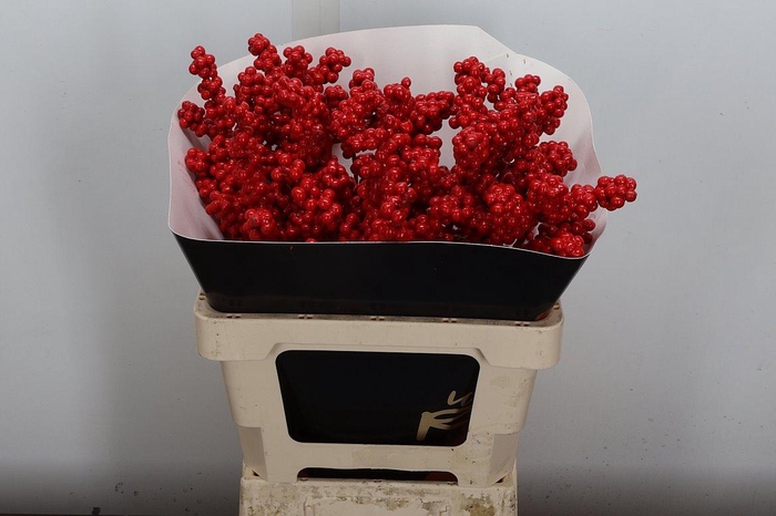 <h4>Ilex Wx Red Xl</h4>