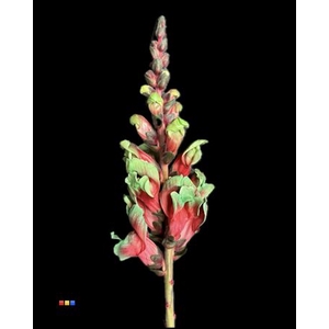 Antirrhinum Bubblicious