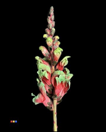<h4>Antirrhinum Bubblicious</h4>
