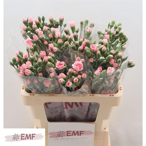 Di Tr Rascal Pink