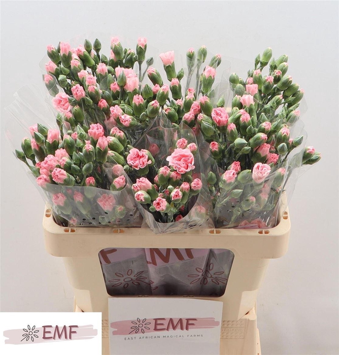 <h4>Di Tr Rascal Pink</h4>