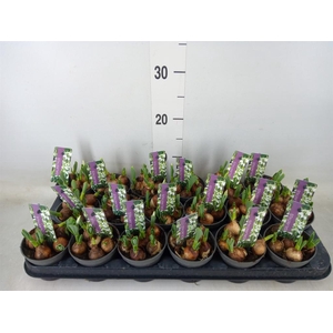 Galanthus nivalis 'Flore Pleno'