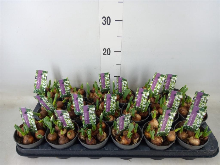 <h4>Galanthus nivalis 'Flore Pleno'</h4>