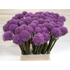 Allium Gladiator