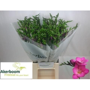 Freesia enk Pink Passion