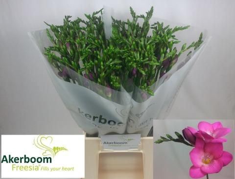 <h4>Freesia enk Pink Passion</h4>