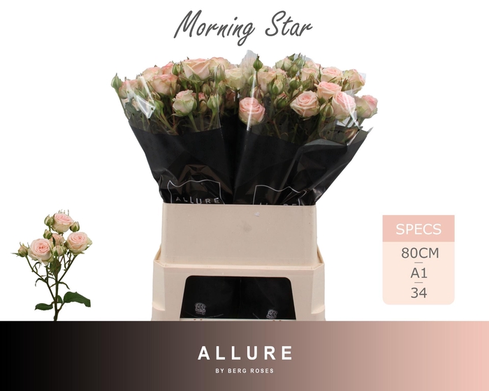 <h4>R TR MORNING STAR</h4>