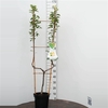 Pyrus c. Gellerts Butterbirne U-boom