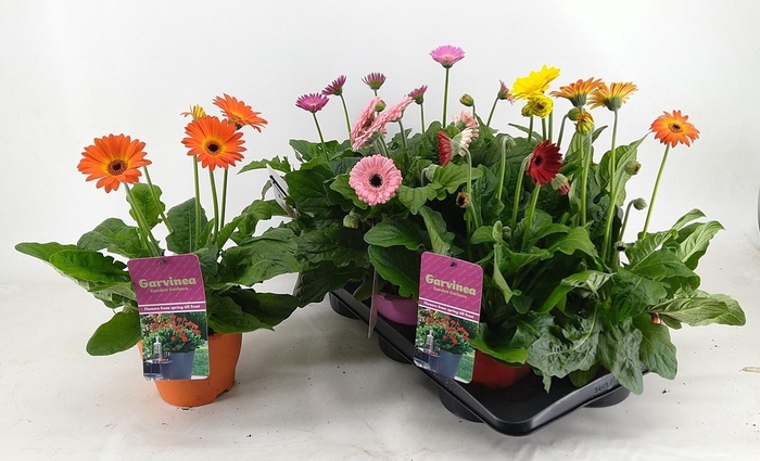 <h4>GERB GARVIN GEM</h4>