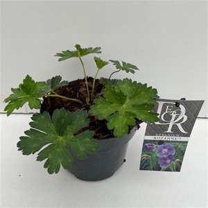 Geranium 'Rozanne'