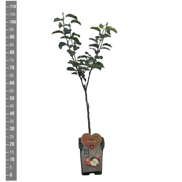 <h4>BIO-Malus d. Jonagold Patioboom</h4>